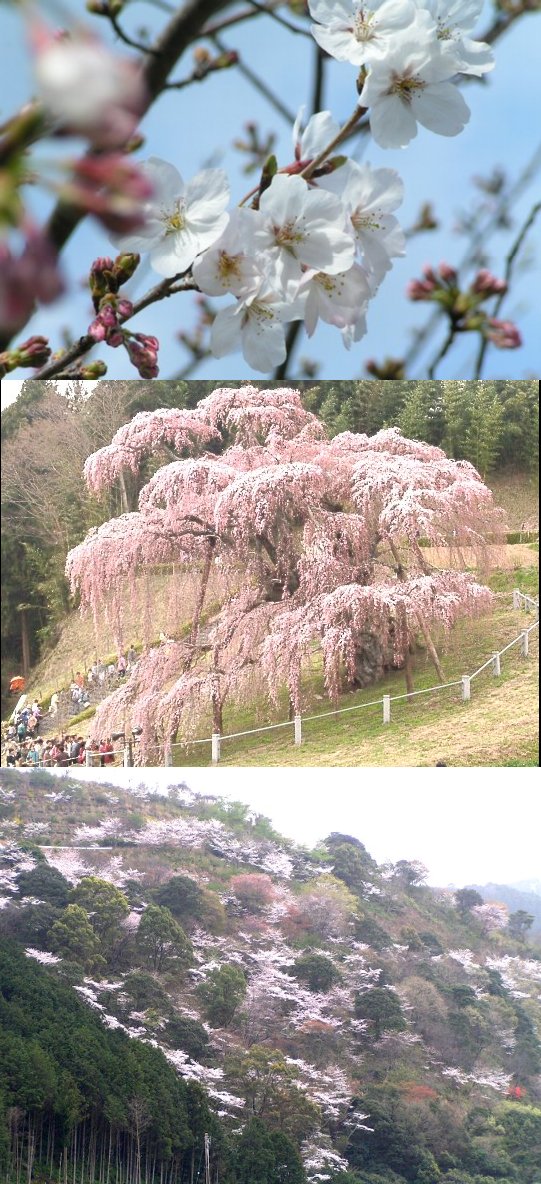 ４月の花はやはり桜？