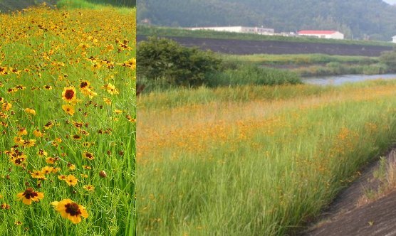 四万十の風景【中筋川】2007...
