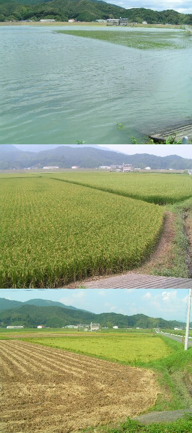 ２００７年 台風４号・５号