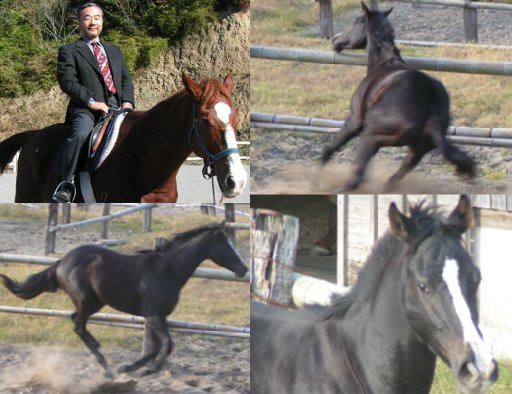 馬場の馬と馬場