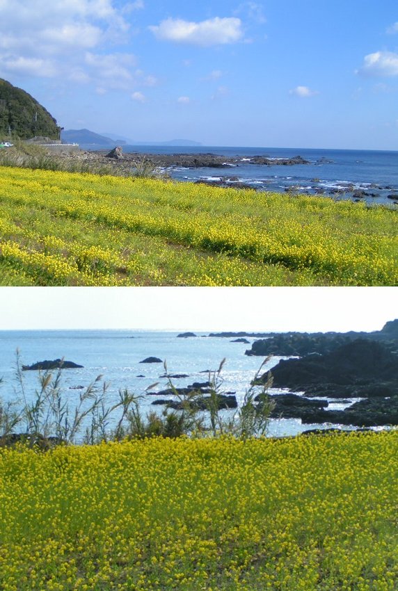 四万十の『立春』は、もう春です...