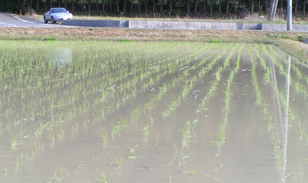 3月の田植え