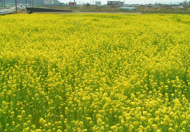3月、四万十は今も『菜の花』が...