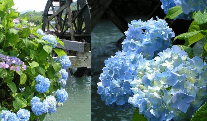 四万十の紫陽花です。