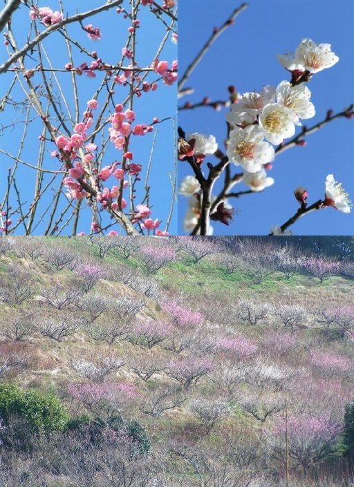 ２月は梅の季節ですね。「松軒山...