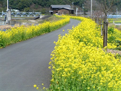 春爛漫（2,009年３月７日）