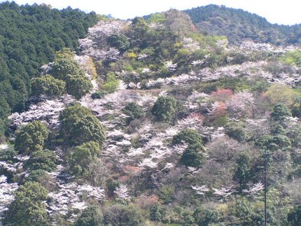 全山桜　　（２００９年３月）