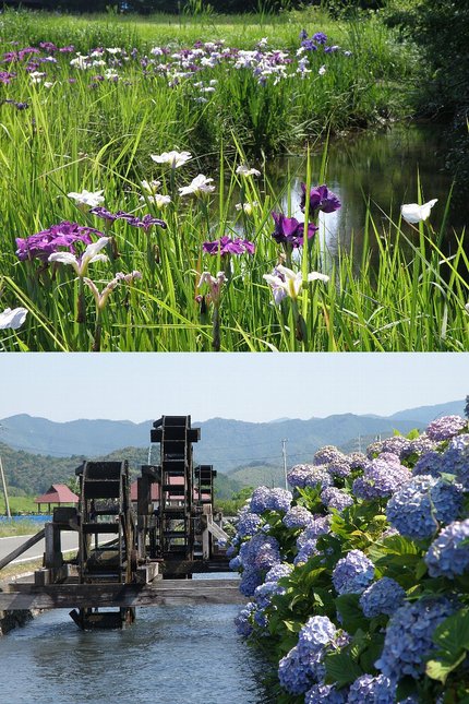 6月の花　菖蒲と紫陽花
