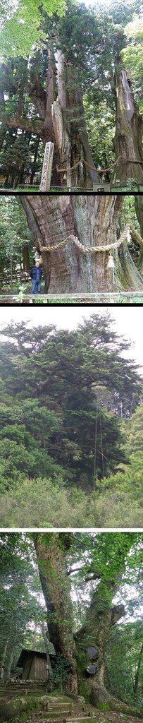 高知県で見つけた、“日本一の大...