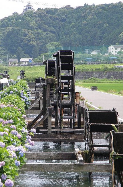 梅雨入りを間近に控え紫陽花は満...