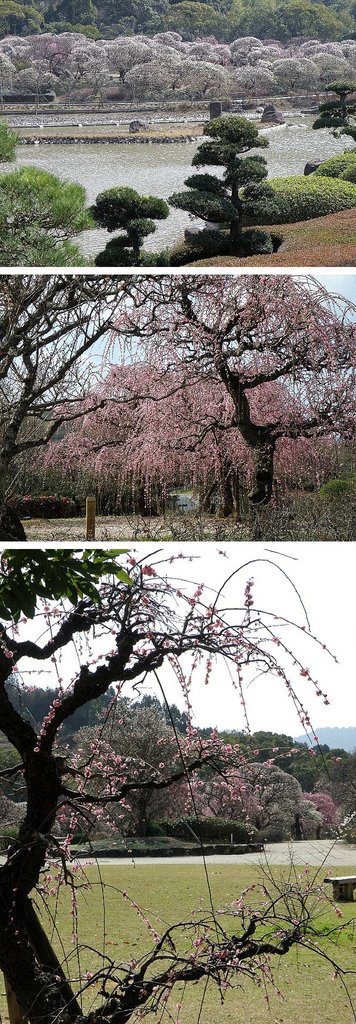 梅が咲きました。　2011/0...
