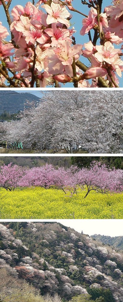 桜と共に新しい年度が始まりまし...