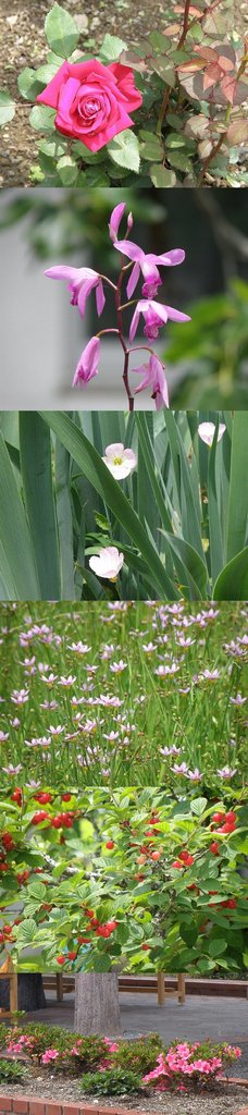 ２０１１年５月、季節ですね！