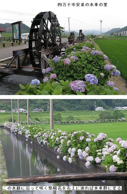 ２０１１年６月　紫陽花の季節