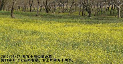 四万十川の菜の花
