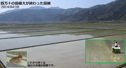 春たけなわ。四万十では田植えも...