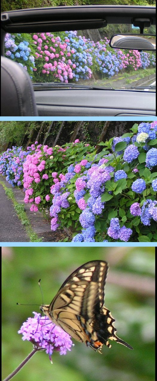 ６月、四万十では花の季節です。...