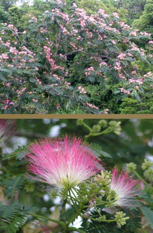 ６月、四万十では花の季節です。...