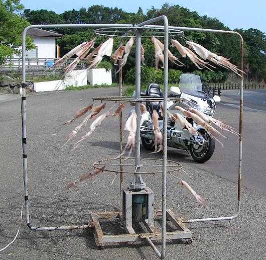 烏賊からスルメに変身中。