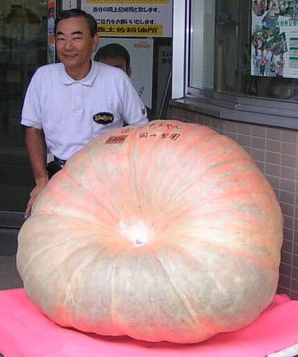 巨大かぼちゃ