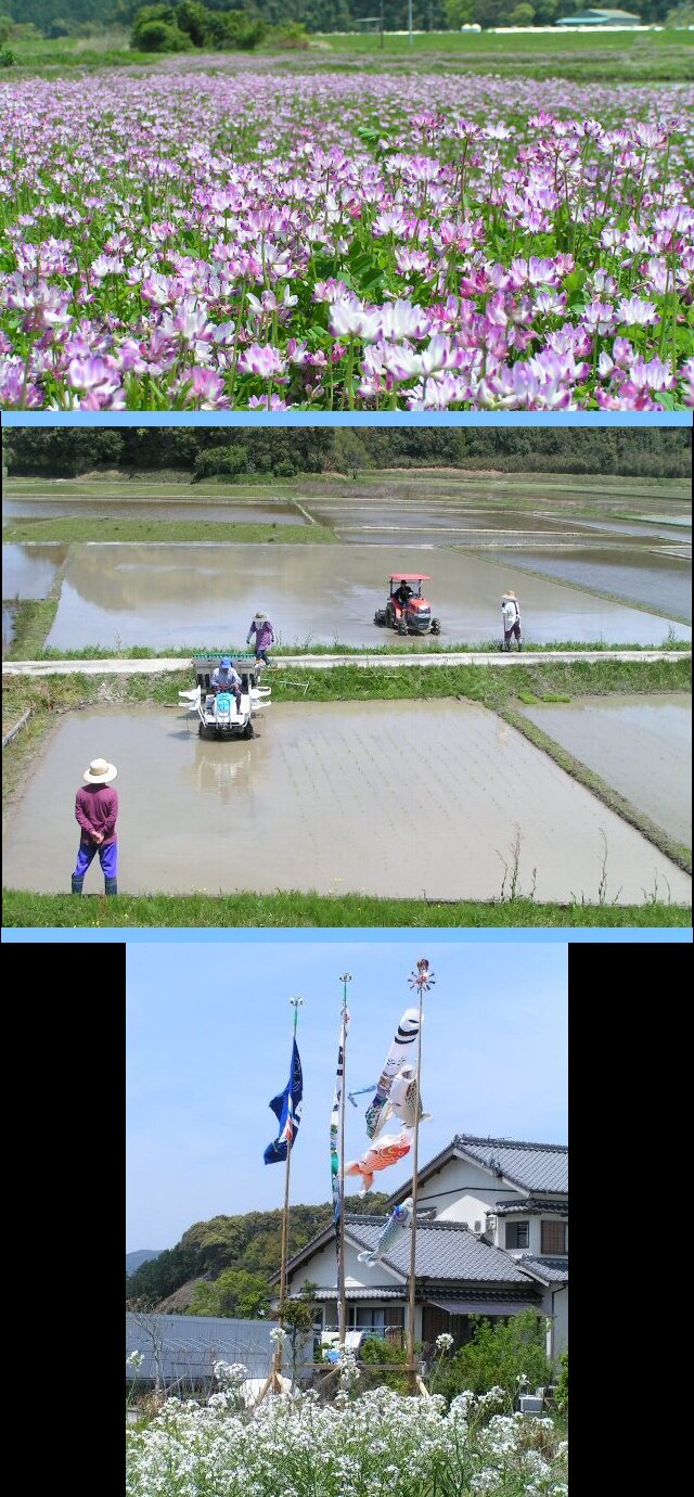すっかり初夏の装いです。