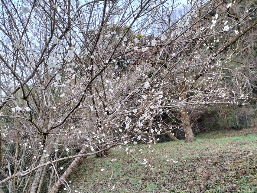 おお、梅の花だ。咲き始めたか...