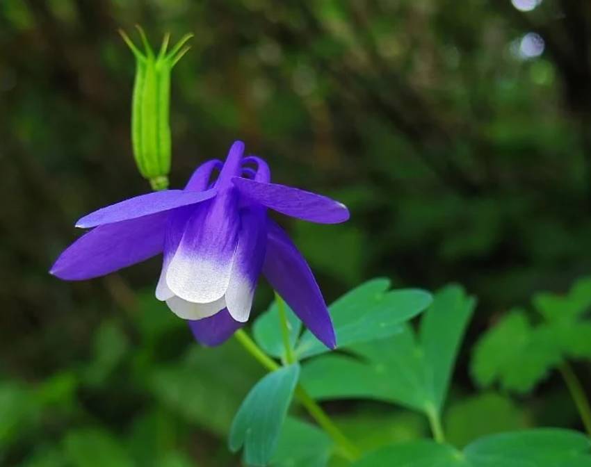 水はたださらさらと流れ、花はた...