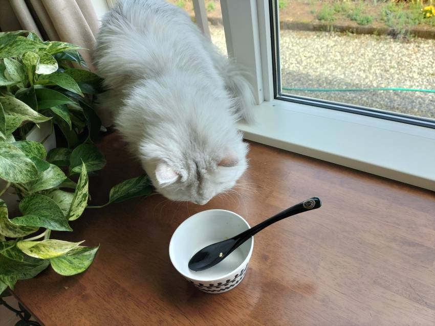 猫ちゃんも、「わたしの猫まんま...
