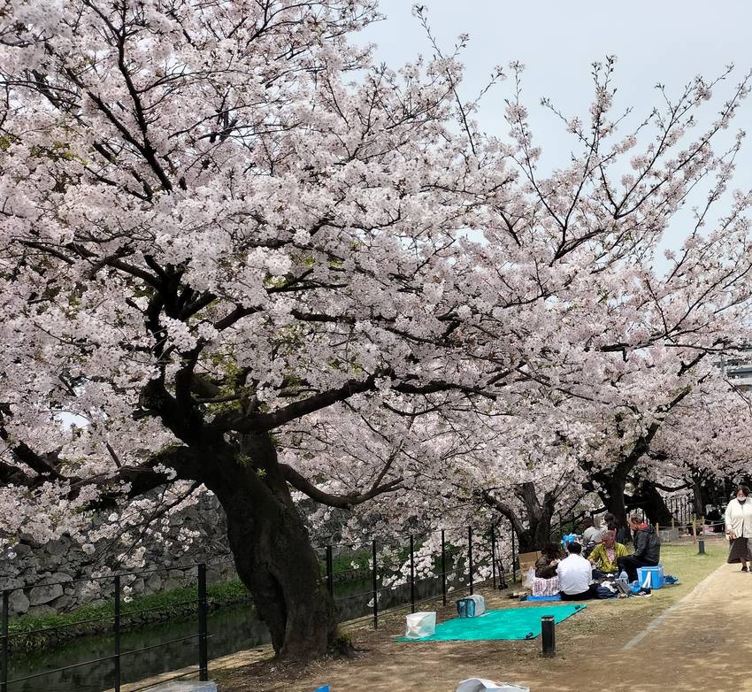 そして、城址公園の周りには、桜...