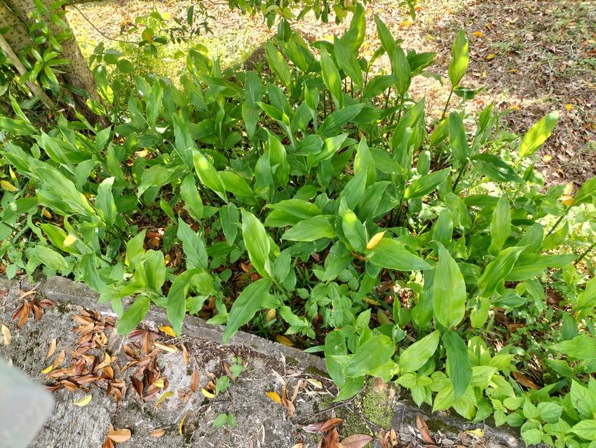 ■道端には、ミョウガの新芽が・...