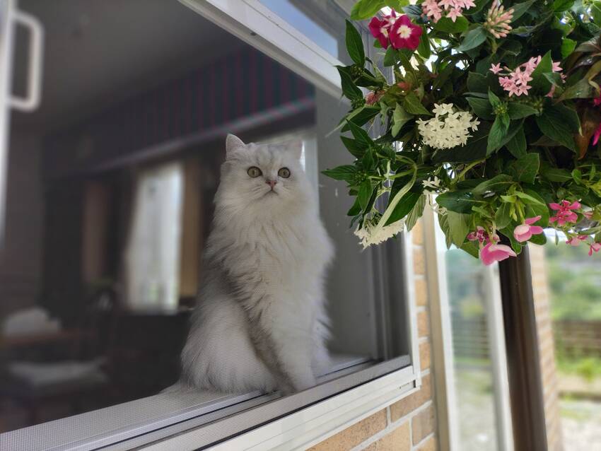 猫がかわいかったとか、コーヒー...