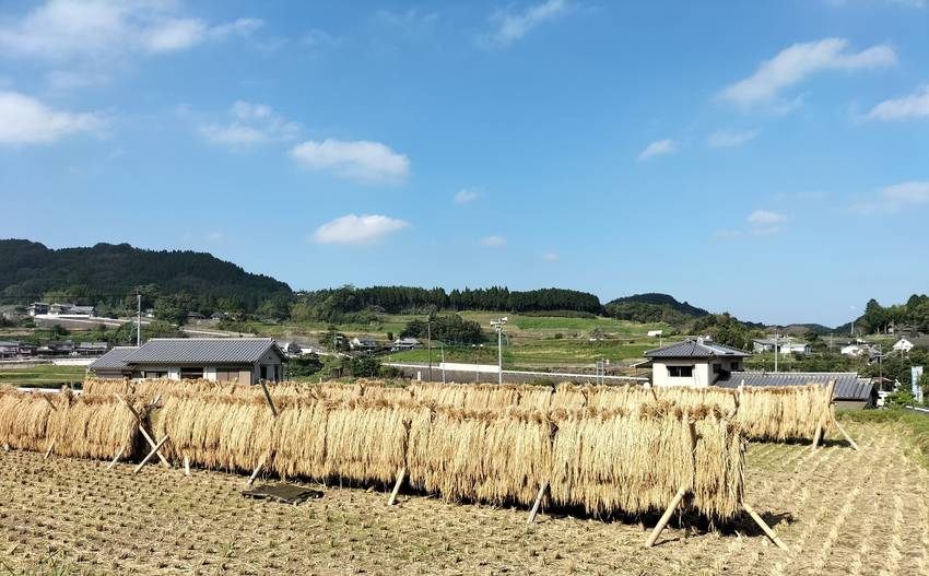 コンバインで刈り取り・脱穀する...