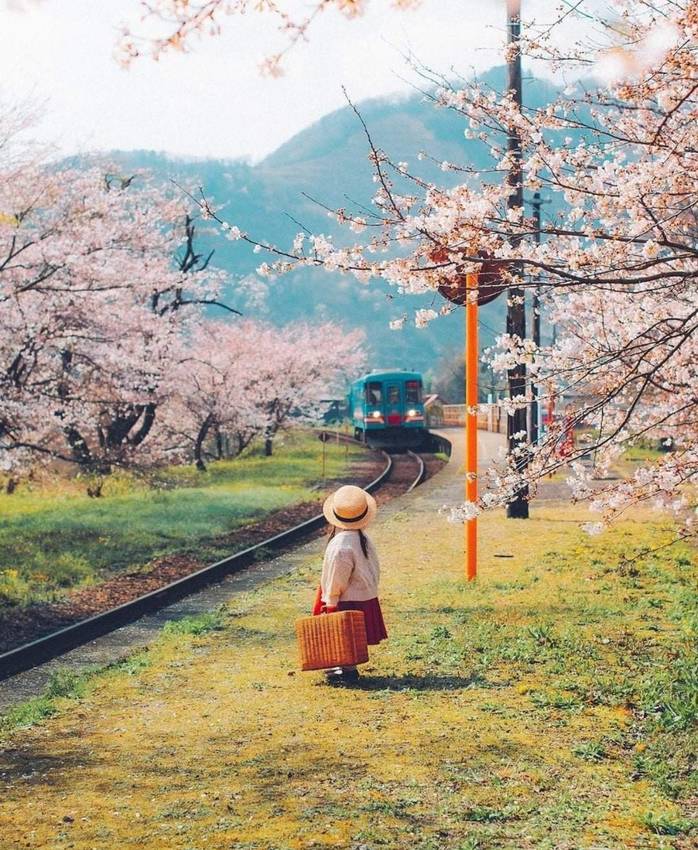 列車が駅に滑り込んでくる。桜の...