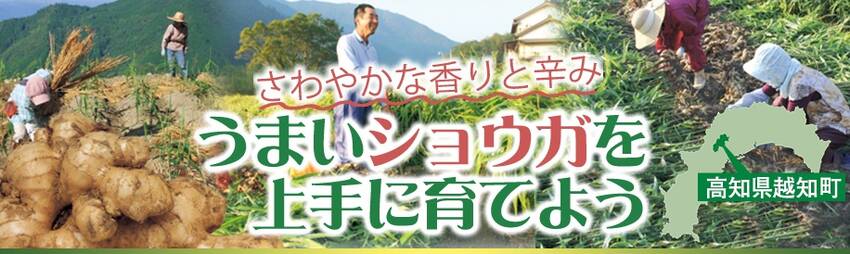 「土佐大しょうが」は、空に近い...