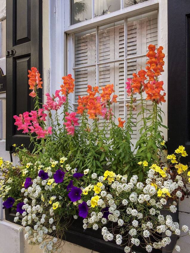 窓辺の花々の魅力■フォトアルバ...