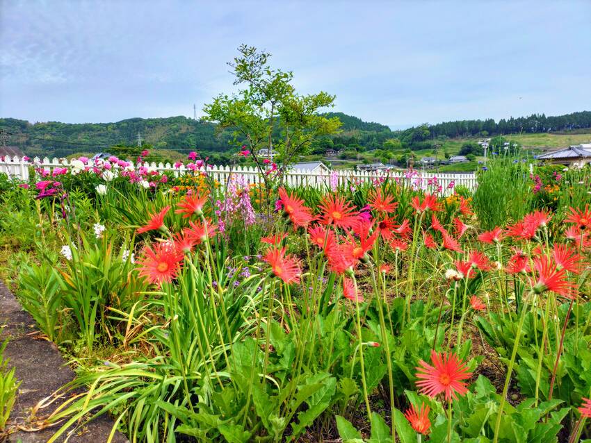 牡丹か芍薬か分かりませんが、大...
