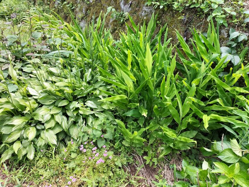 今から見に行ってきます。 全滅...