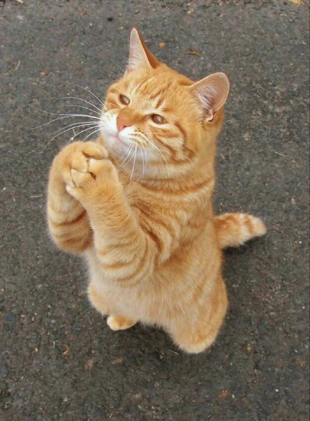 捨て猫の祈り ー 子どもが見た...