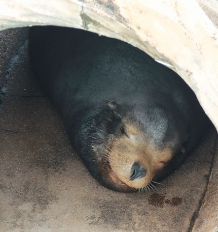 ２２３．　いつ行くか？今　行け...