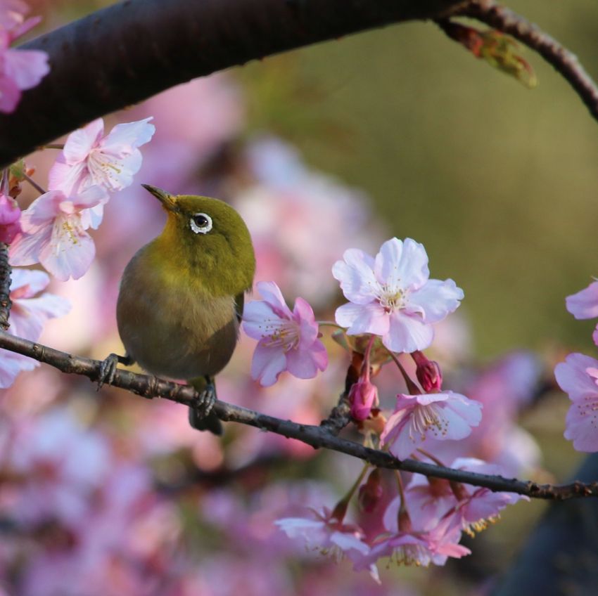 ４８２．早咲きの桜と可愛い小鳥