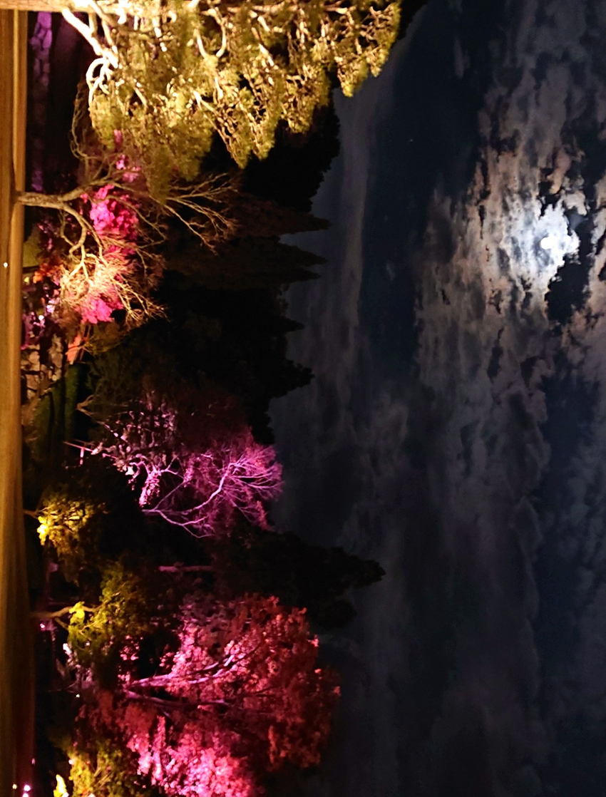 夕暮れの奈良公園 （90度回転...