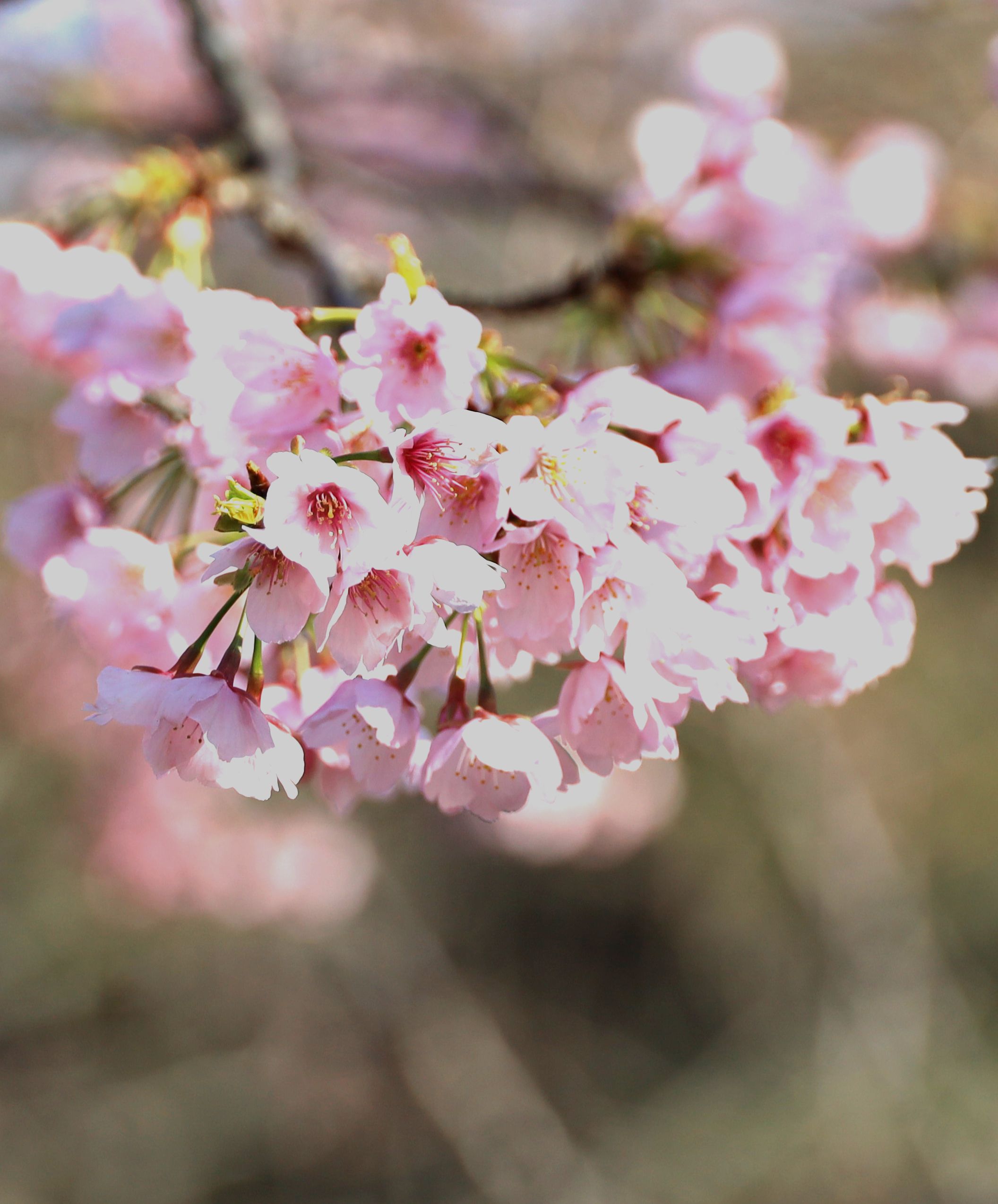 ６５６ 大寒桜が咲きました 不育症 着床障害のブログ ドクター青木の日々感じていること Bloguru