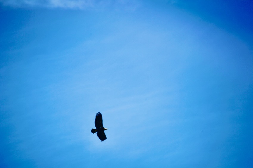 先日会社の上を飛んでいる鷲を撮...