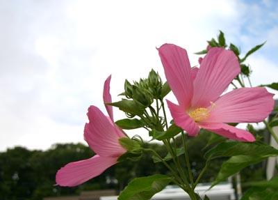 アメリカンフヨウ開花(*'-'...