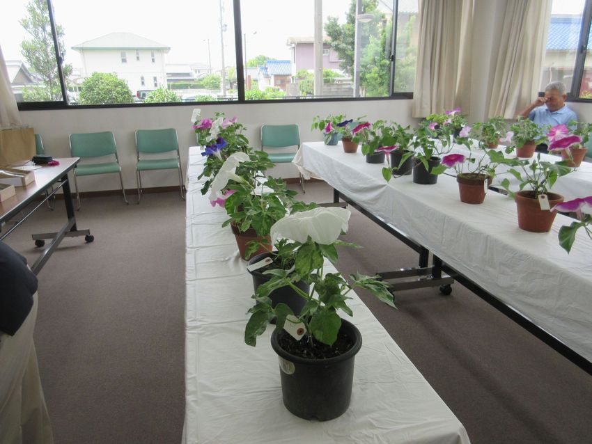 西成連区朝顔大会