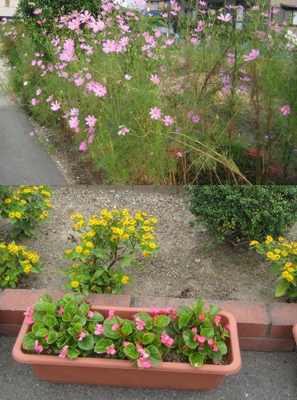 通学路の花いっぱい運動にご協力...