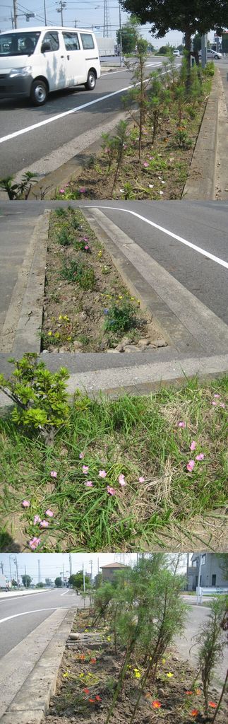 ポーチュラカをご覧ください！