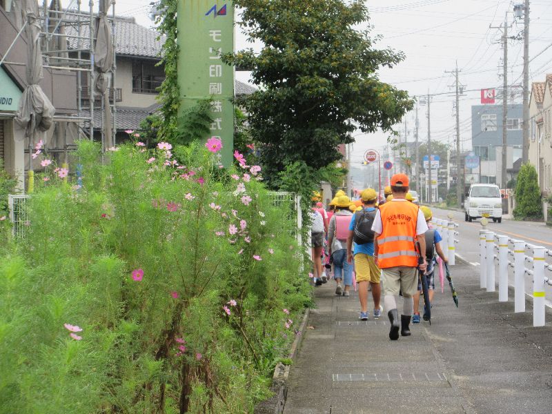 コスモスもようやく開花