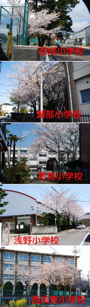 小学校の桜