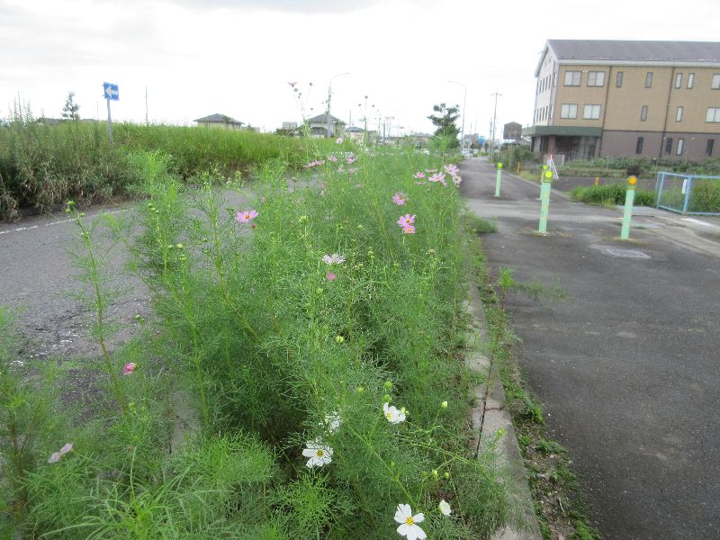 155号のコスモスようやく開花...